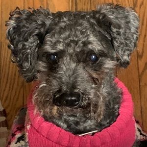 Meet your Posher, Brittany